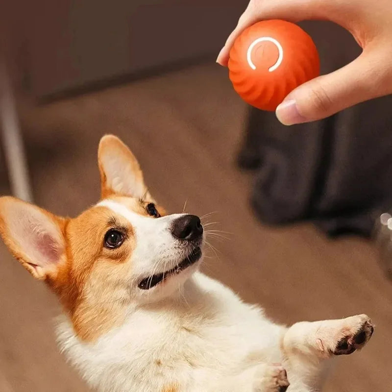 Balle roulante automatique pour chien USB - Jouet intelligent à mâcher
